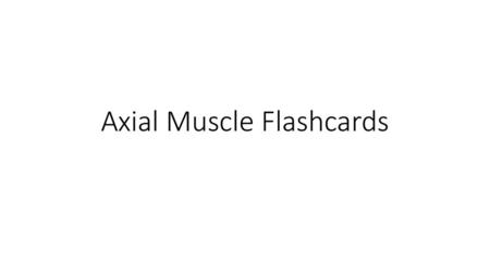 Axial Muscle Flashcards