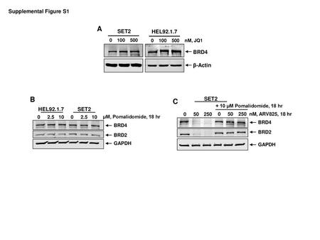 A B C Supplemental Figure S1 SET2 HEL BRD4 β-Actin SET2