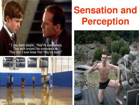 Sensation and Perception