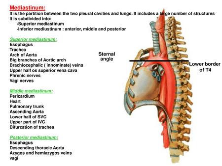 Mediastinum: Sternal angle angle Lower border of T4