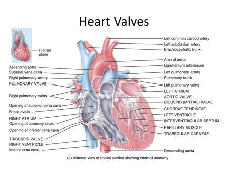 Heart Valves This graphic shows the A-V valves, and the outflow valves.