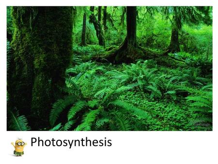 Photosynthesis.