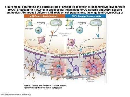 Figure Model contrasting the potential role of antibodies to myelin oligodendrocyte glycoprotein (MOG) or aquaporin-4 (AQP4) in opticospinal inflammationMOG-specific.