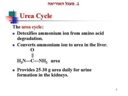 1. מעגל האוריאה 1 1.