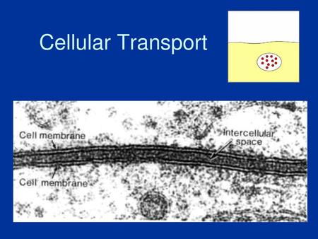 Cellular Transport.