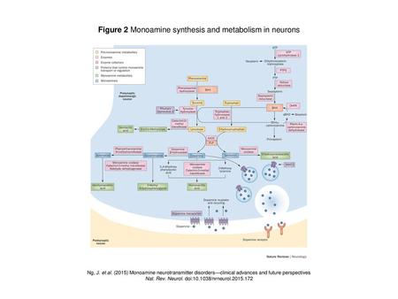 Figure 2 Monoamine synthesis and metabolism in neurons