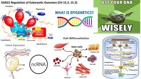 SGN22 Regulation of Eukaryotic Genomes (CH 15.2, 15.3)