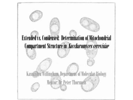 Extended vs. Condensed: Determination of Mitochondrial Compartment Structure in Saccharomyces cerevisiae Kassandra Willingham, Department of Molecular.