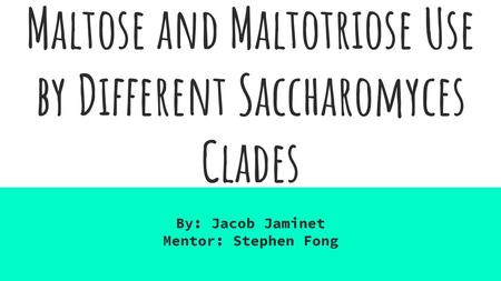 Maltose and Maltotriose Use by Different Saccharomyces Clades