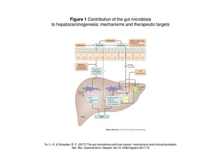 Figure 1 Contribution of the gut microbiota