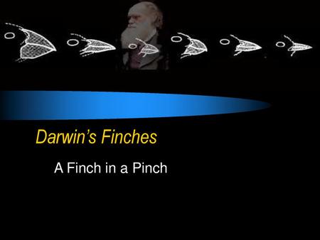 Darwin’s Finches A Finch in a Pinch.