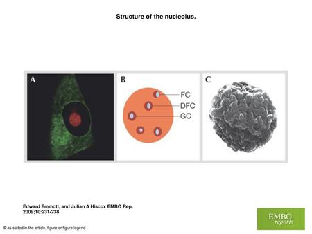 Structure of the nucleolus.