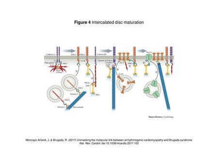 Figure 4 Intercalated disc maturation