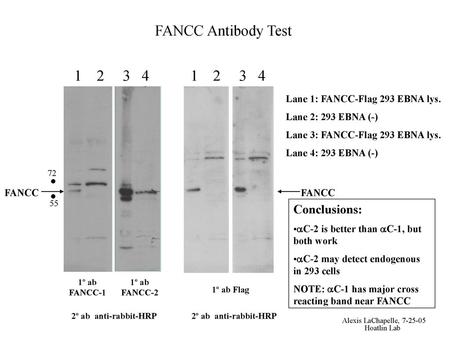 FANCC Antibody Test Conclusions: