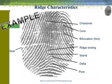 Ridge Characteristics