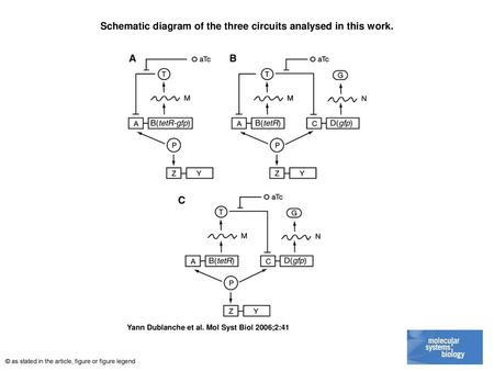 Schematic diagram of the three circuits analysed in this work.