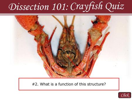 Crayfish Quiz Dissection 101: Click