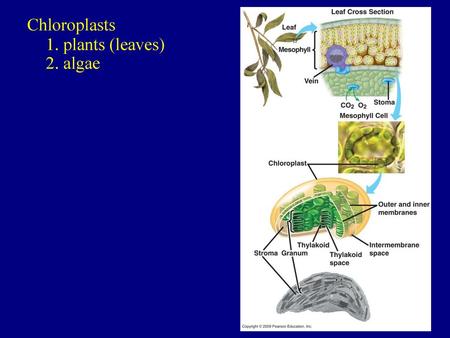 Chloroplasts 1. plants (leaves) 2. algae.