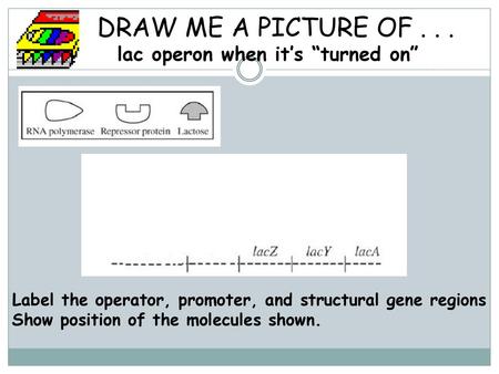 DRAW ME A PICTURE OF lac operon when it’s “turned on”