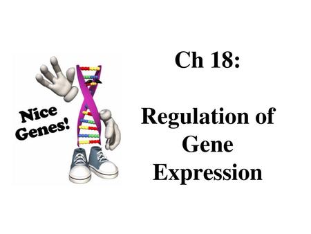 Ch 18: Regulation of Gene Expression