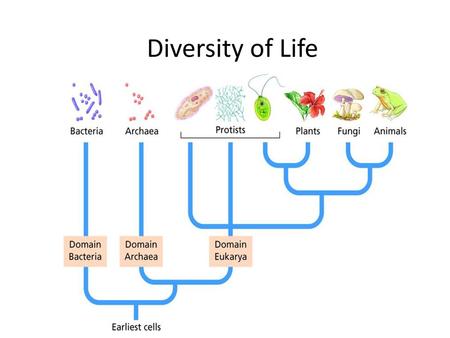 Diversity of Life.