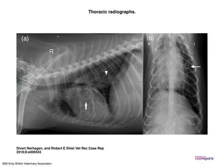 Thoracic radiographs. Thoracic radiographs. (a) Right lateral view of a dog with chronic coughing demonstrating cylindrical bronchiectasis of the left.