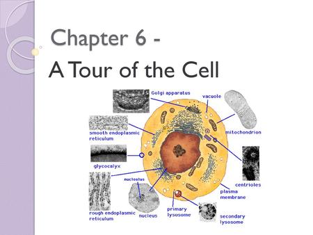 Chapter 6 - A Tour of the Cell.