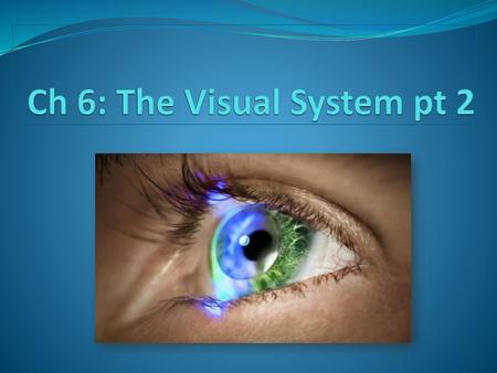 Ch 6: The Visual System pt 2