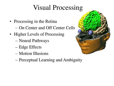 Visual Processing Processing in the Retina