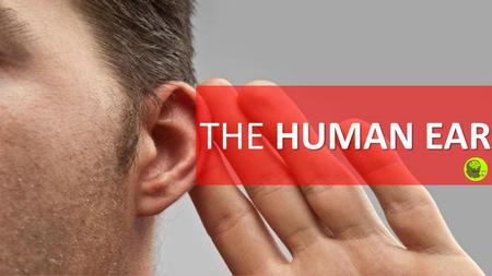 THE HUMAN EAR.