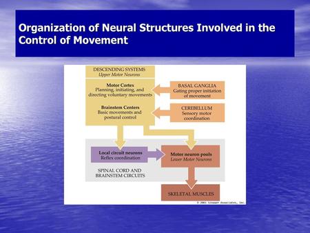 Organization of Neural Structures Involved in the Control of Movement