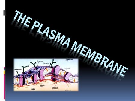 The Plasma Membrane.