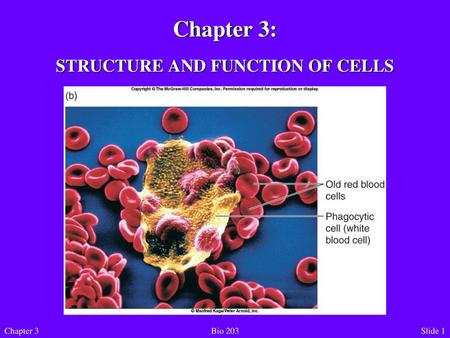 STRUCTURE AND FUNCTION OF CELLS