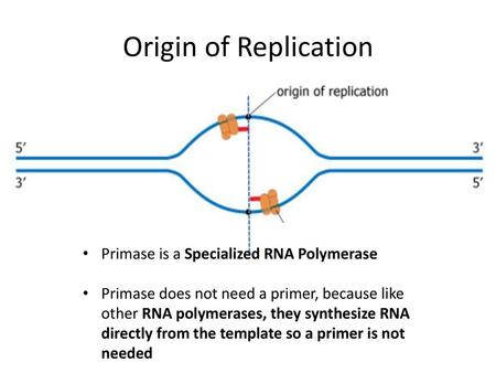 Origin of Replication Primase is a Specialized RNA Polymerase