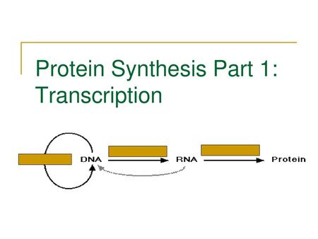 Protein Synthesis Part 1: Transcription