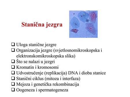 Funkcija stanične diobe