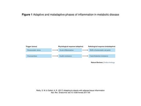 Nat. Rev. Endocrinol. doi: /nrendo