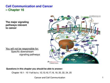 Cancer and Cell Communication