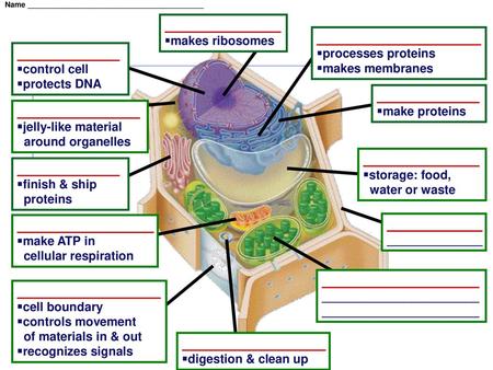 ________________________ processes proteins makes membranes