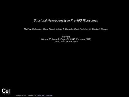 Structural Heterogeneity in Pre-40S Ribosomes