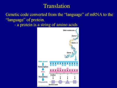 Translation Genetic code converted from the “language” of mRNA to the “language” of protein. - a protein is a string of amino acids.