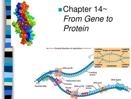 Chapter 14~      From Gene to Protein