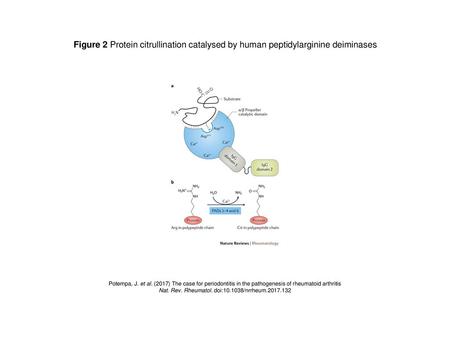 Nat. Rev. Rheumatol. doi: /nrrheum