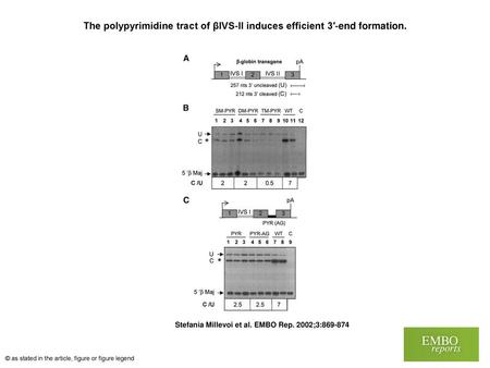 The polypyrimidine tract of βIVS‐II induces efficient 3′‐end formation