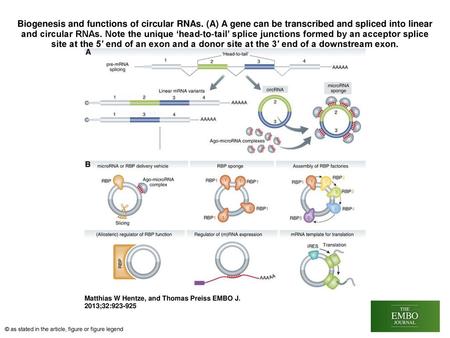 Biogenesis and functions of circular RNAs