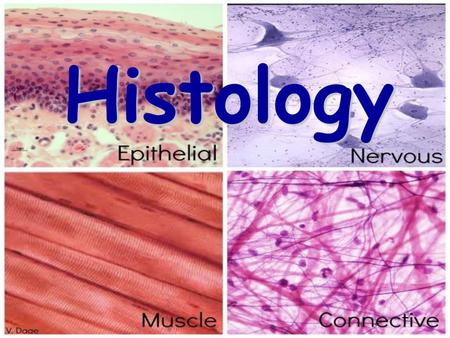 Histology.