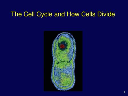 The Cell Cycle and How Cells Divide