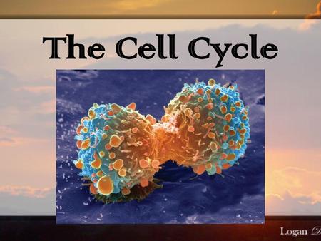 The Cell Cycle.