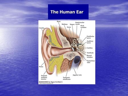 The Human Ear.