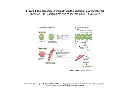 Figure 4 The mechanistic link between the epithelial-to-mesenchymal